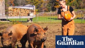 Why I quit my homestead dream just as farmer tradwives became mainstream